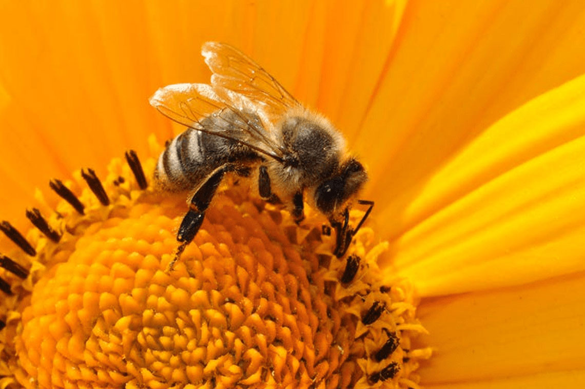 υμενόπτερα